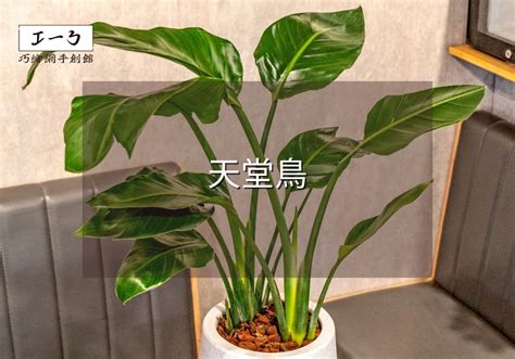 天堂鳥 植栽|天堂鳥植物指南 將南非野地的異國風情帶入您的家庭。